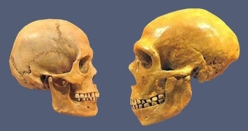 schedels moderne mens en Neanderthaler
